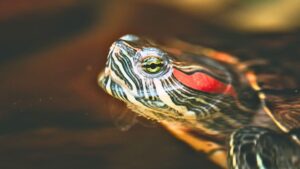 Thousands of people had it as a pet and today it is one of the most worrying invasive species in Spain