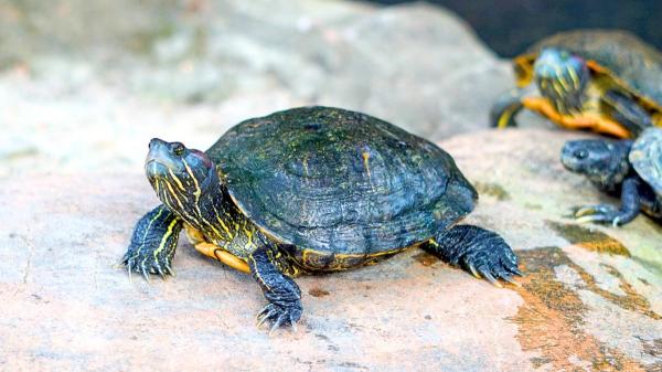 Thousands of people had it as a pet and today it is one of the most worrying invasive species in Spain - The pet that ended up becoming an invasive species