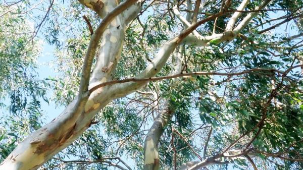 It is not just any tree: in 1960 it was planted in Spain and now it is an invasive species that is destroying insects and birds - The birds and other animals that suffer the most from the expansion of the eucalyptus