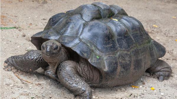The reintroduction of 10 giant tortoises in the Seychelles recovers in 6 months ecological processes lost 180 years ago - Not all tortoises contribute equally to restoring the ecosystem