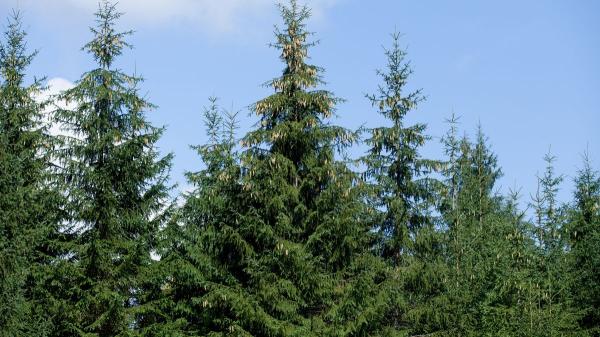 They planted millions of fir trees in Italy and after 90 years they discovered that they have reduced biodiversity by half - The problem of monoculture in natural ecosystems
