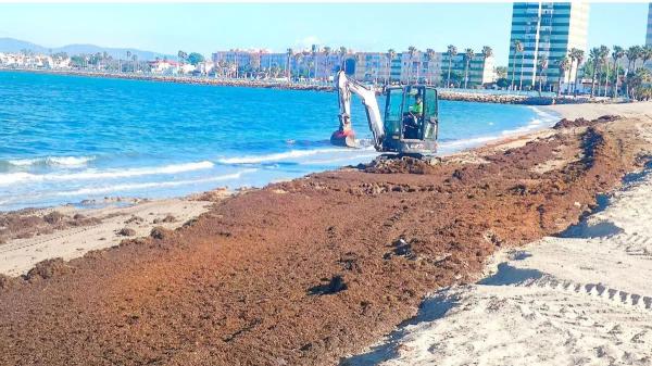 Invasive algae in Spain: what they are, how they expand and why they worry scientists - What damage do invasive algae cause to the native ecosystem