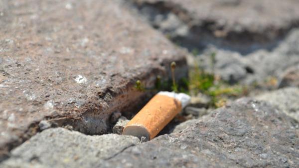 Environmentalists are amazed: these birds reuse cigarette butts to protect their nests - Cigarette butts can also be a risk for chicks