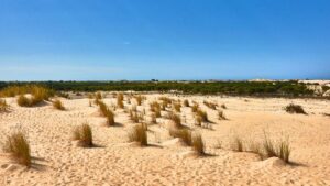 Doñana dries up: the water crisis that threatens one of the largest wetlands in Europe