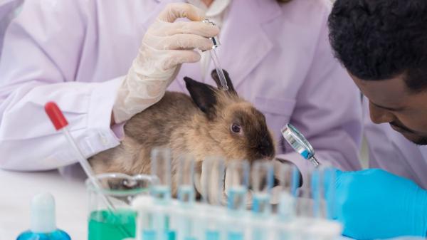 The EU takes a historic step: it prohibits the sale of cleaning products tested on animals - What was not seen: the reality of animal testing
