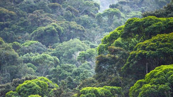 Enthusiasm among biologists: Brazil's Atlantic forest reaches its lowest level of deforestation in 41 years - Scientists issue a warning despite the historical record
