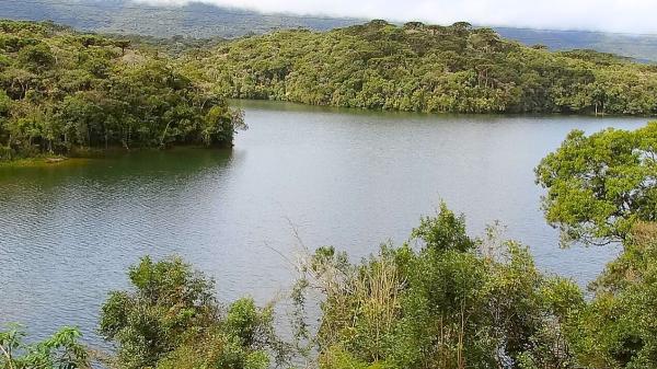 Excitement among biologists: Brazil's Atlantic rainforest reaches lowest level of deforestation in 41 years - Why the Atlantic rainforest is vital to millions of people in Brazil
