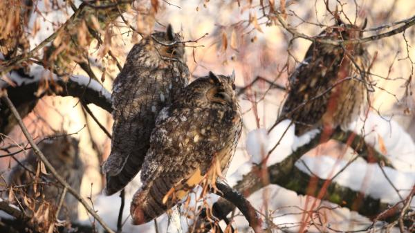 220 species of birds and exceptional biodiversity: this is Sierra Escalona, the future natural park of the Valencian Community - 220 species of birds and the world's largest population of eagle owls