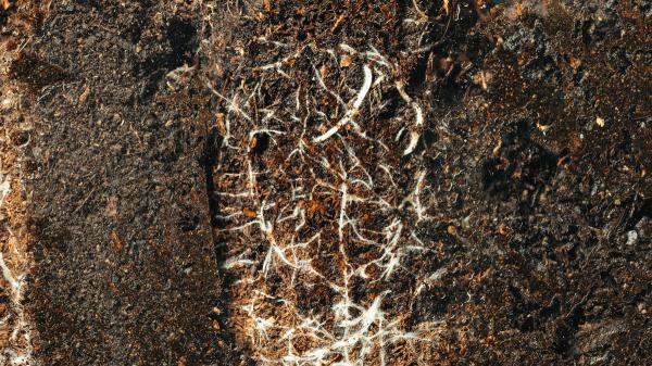 The discovery that surprises scientists: a hidden network beneath the Earth as extensive as 10% of the Milky Way - How the fungi that connect plants underground work