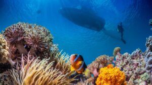 The High Seas Treaty: the agreement that can change the protection of the oceans