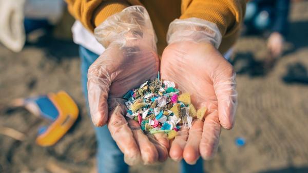 Scientists agree: the impact of microplastics affects animals, plants and people - What effects can microplastics have on human health