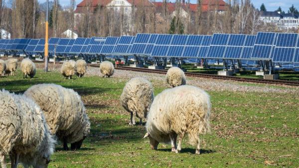 Thousands of sheep replace lawnmowers in solar plants: Spain is already testing this solution - Extremadura has already tested how photovoltaic grazing works