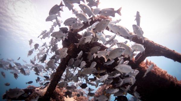 Marine biologists did not expect it: this wind farm has become a refuge for octopuses and more than 270 marine species - Not all scientists are equally optimistic