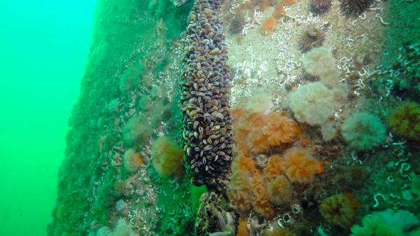 Marine biologists did not expect it: this wind farm has become a refuge for octopuses and more than 270 marine species - Octopuses, fish and more unexpected biodiversity in this Portuguese offshore wind farm