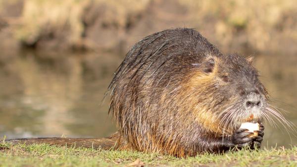 They illegally released 18 beavers in Spain after centuries of disappearance: now they have arrived in Catalonia - Beavers in Spain: from an illegal release to an unstoppable expansion