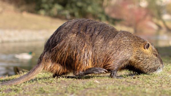 They illegally released 18 beavers in Spain after centuries missing: now they have arrived in Catalonia - The unexpected effect of beavers on water and climate