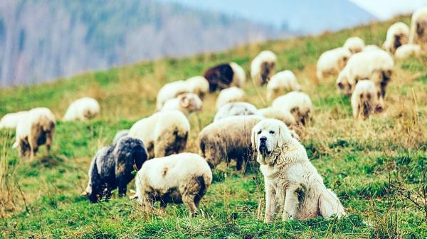 LoupO Coexistence starts, the project that uses AI to improve coexistence with bears and wolves in the Pyrenees - Guard dogs and measures to reduce attacks