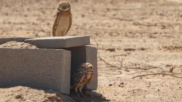 A solar plant in Arizona received 19 owls and ended up housing about 40: they designed the land so that energy and fauna coexist - The 19 owls had 36 chicks in their first season