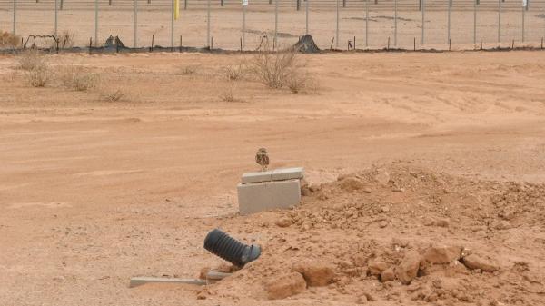 A solar plant in Arizona received 19 owls and ended up housing about 40: they designed the land so that energy and fauna coexist - 40 artificial burrows prepared the land to receive the owls