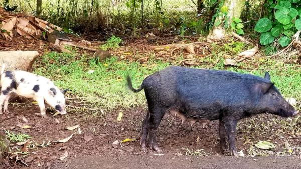 In 1807 they left pigs on an island to feed the shipwrecked: 192 years later, their descendants were very different - Almost two centuries living as wild animals changed them completely