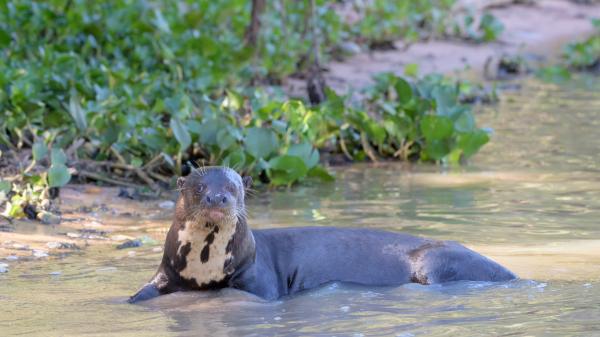 It began in 2007 and has already returned seven species to the wild: the enormous project that recovers the fauna of 758,000 hectares in Argentina - The giant otter has also returned after decades missing
