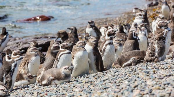 A livestock farm once had 40,000 sheep: today its 62,000 hectares are home to more than 40,000 pairs of penguins - More than 40,000 pairs of Magellanic penguins
