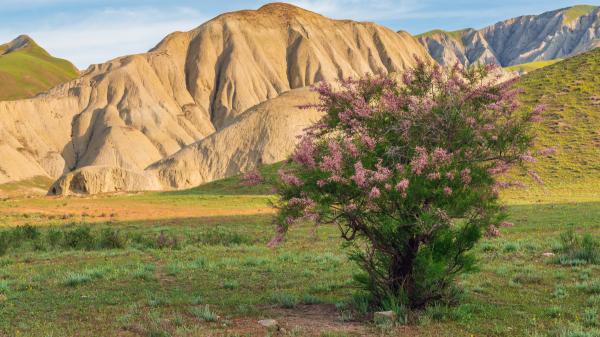 They planted it 200 years ago to stop river erosion: the invasive tree in the US that they still cannot eliminate - Genetics revealed that the invasive tamarisks were hybrids