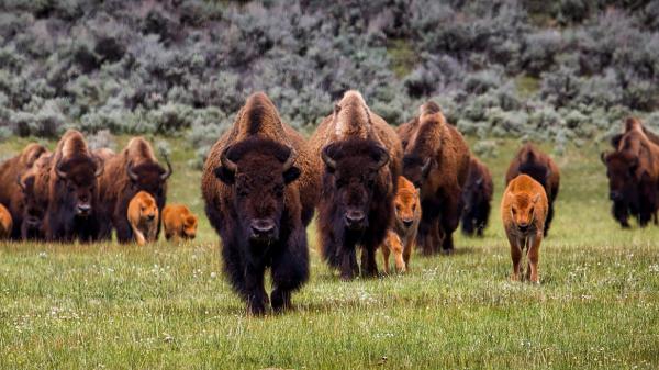 In 1987, they brought 30 bison to a Kansas prairie: 29 years later, native plant richness had increased by 103% - Bison had a greater effect than cattle