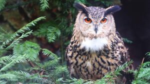 220 species of birds and exceptional biodiversity: this is Sierra Escalona, ​​the future natural park of the Valencian Community