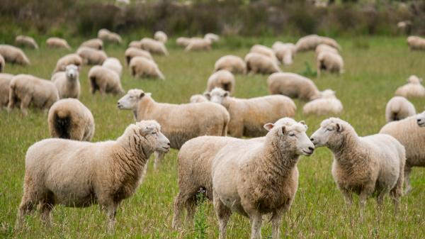 A livestock farm once had 40,000 sheep: today its 62,000 hectares are home to more than 40,000 pairs of penguins - From more than 40,000 sheep to a protected area