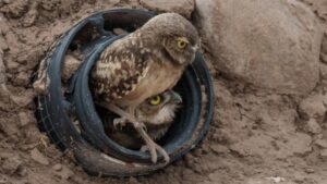 A solar plant in Arizona received 19 owls and ended up housing about 40: they designed the land so that energy and fauna coexist