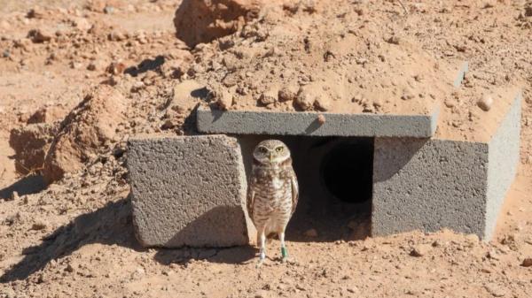 A solar plant in Arizona received 19 owls and ended up housing about 40: they designed the land so that energy and wildlife coexist - 19 owls lost their home and ended up in a solar plant in Arizona