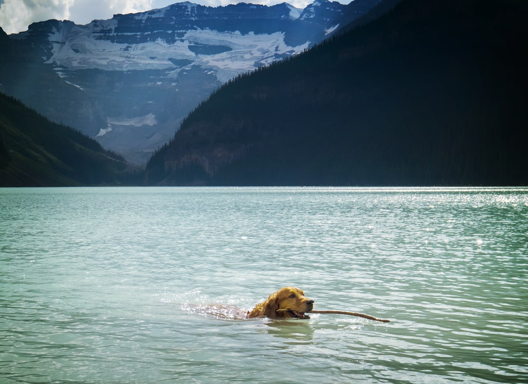 Bathing in the river or lake with the dog? Beware of algae: the danger of toxins hidden in water