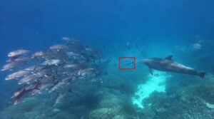 Bubbles, the “bully” bottlenose dolphin: makes fish vomit to steal their meal