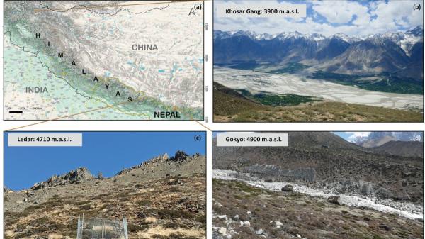 Concern among scientists: the Himalayas are filling with trees and it is not good news - More trees, less biodiversity: the Himalayan paradox that worries scientists