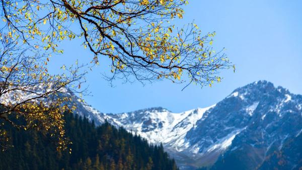 Concern among scientists: the Himalayas are filling with trees and it is not good news - The change could affect the water of millions of people
