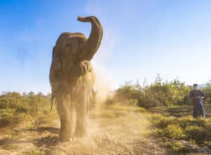 Elephants don’t act on impulse: they think before they act