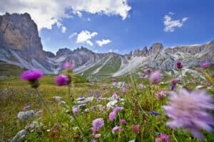 Emergence at high altitude: alpine plants suffer from the temperatures and ruthless competition of the plains