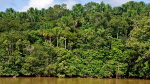 Enthusiasm among biologists: Brazil’s Atlantic forest reaches its lowest level of deforestation in 41 years