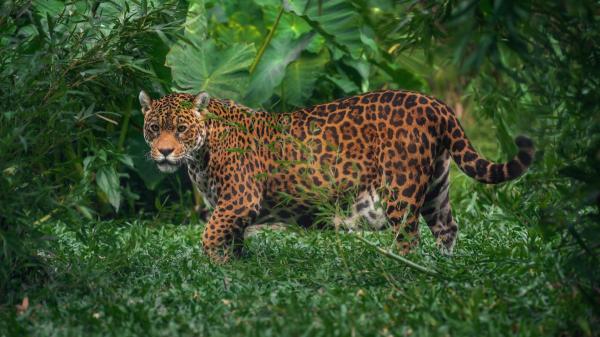 Enthusiasm among biologists: Brazil's Atlantic forest reaches its lowest level of deforestation in 41 years - The forest that houses one of the highest concentrations of biodiversity on the planet