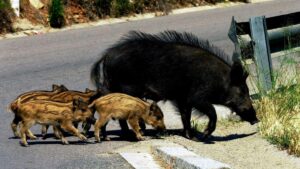 Environmentalists agree: “It is not the wild boars who cross the roads, but the roads that cross their habitats”
