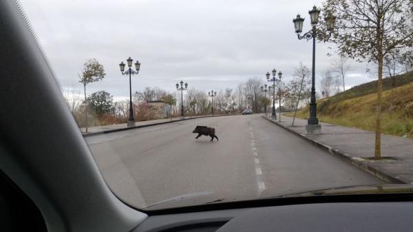 Environmentalists agree: “It is not the wild boars who cross the roads, but the roads that cross their habitats” - A divided territory: when infrastructure breaks ecological continuity