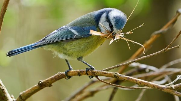 Environmentalists are amazed: these birds reuse cigarette butts to protect their nests - The unexpected reason why some birds bring cigarette butts to their nests