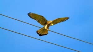 Felipe Morales, biologist: “In Spain it is estimated that around 30,000 birds disappear each year due to electrocution or collision with power lines”