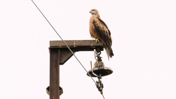 Felipe Morales, biologist: “In Spain it is estimated that about 30,000 birds disappear a year due to electrocution or collision with power lines” - Eagles, vultures and other birds of prey are the main victims of power lines.
