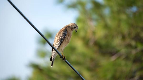 Felipe Morales, biologist: “In Spain it is estimated that about 30,000 birds disappear a year due to electrocution or collision with power lines” - Why thousands of birds die every year on power lines without being barely seen