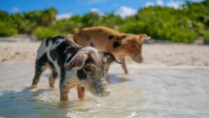 In 1807 they left pigs on an island to feed the shipwrecked: 192 years later, their descendants were very different