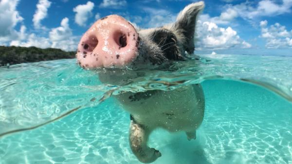 In 1807 they left pigs on an island to feed the shipwrecked: 192 years later, their descendants were very different - The pigs that arrived on the Auckland Islands in 1807