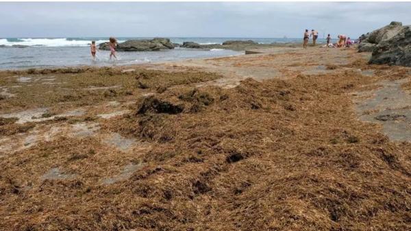 Invasive algae in Spain: what they are, how they expand and why they worry scientists - What are invasive algae and why do they expand so quickly
