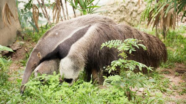 It began in 2007 and has already returned seven species to the wild: the enormous project that recovers the fauna of 758,000 hectares in Argentina - The project began with a pair of anteaters